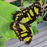 The Butterfly Farm Aruba N.V.