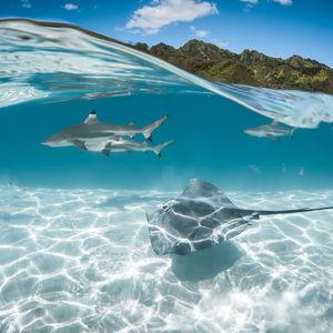4 Hour Snorkel Tour and Intro to Scuba Diving With Photos