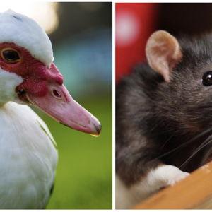 Future Pet Fund