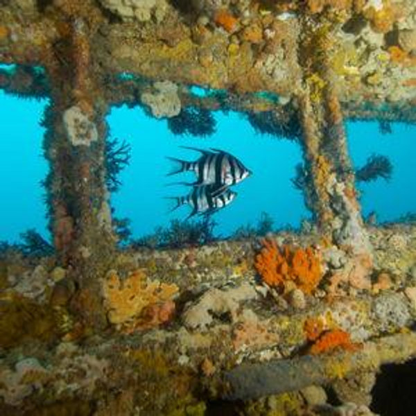 Shipwreck Snorkeling For Two