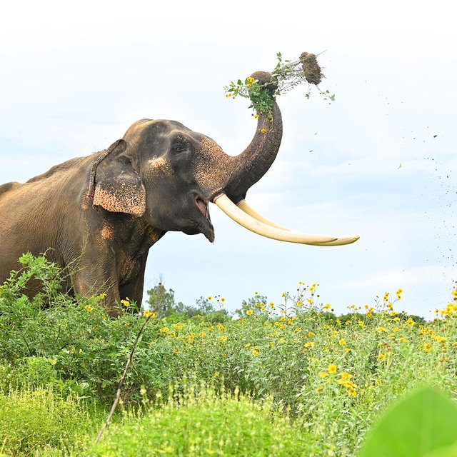 Elephant Sanctuary Expedition