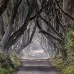 Giants Causeway & The Dark Hedges
