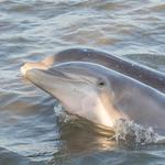 Dolphin Tours of Jekyll Island