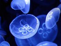 Newport Aquarium