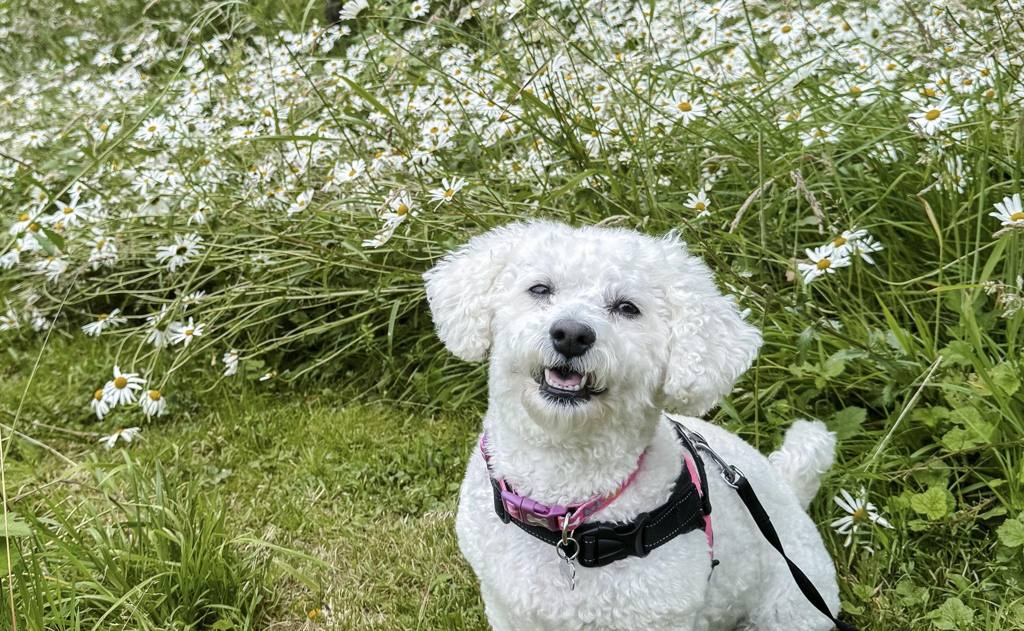 The Wedding Website of Jessica Miller and Callum Bradbury