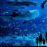 Georgia Aquarium