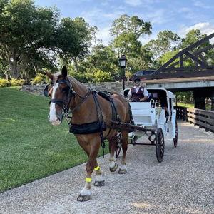 Horse-Drawn Carriage Ride