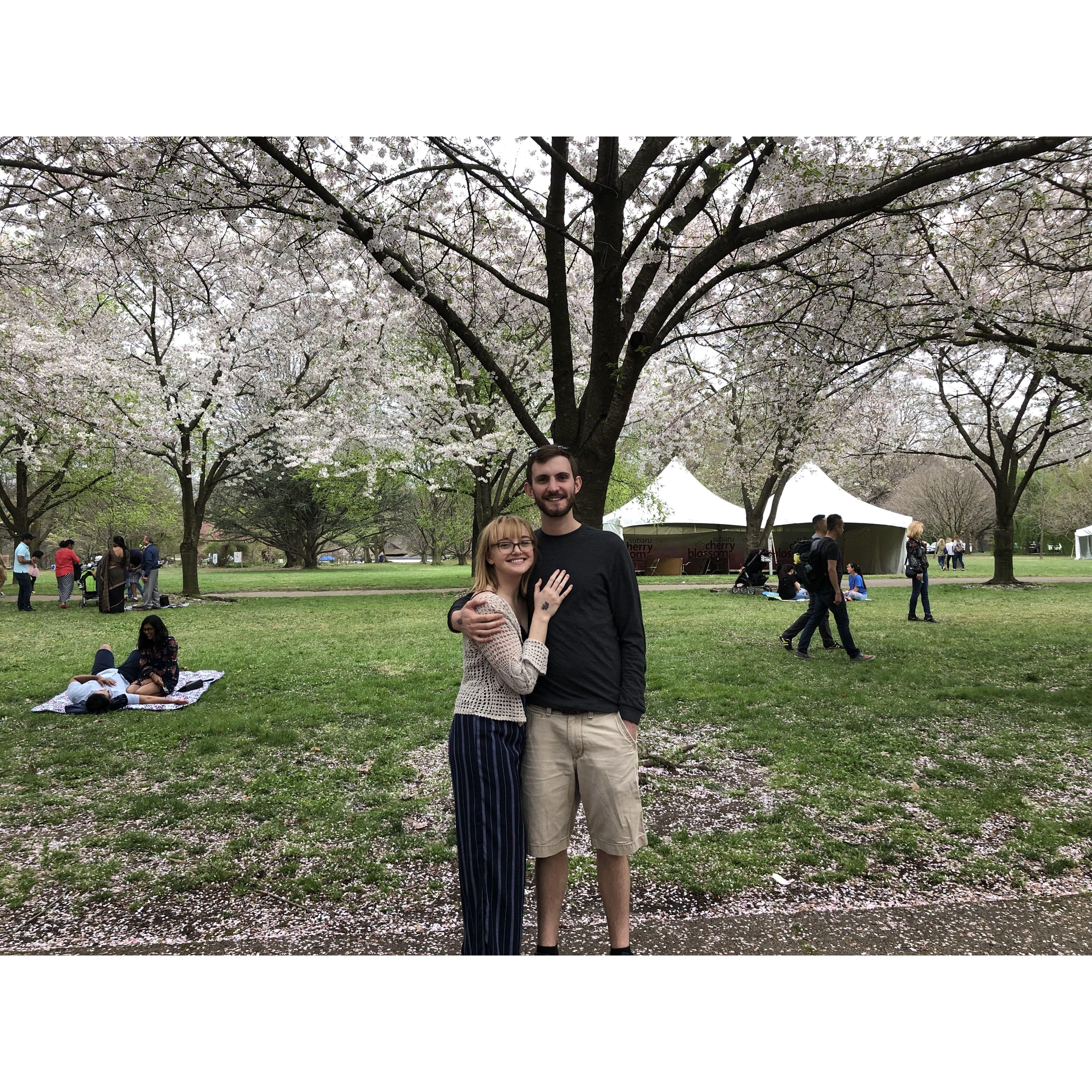 Cherry blossoms in Philly