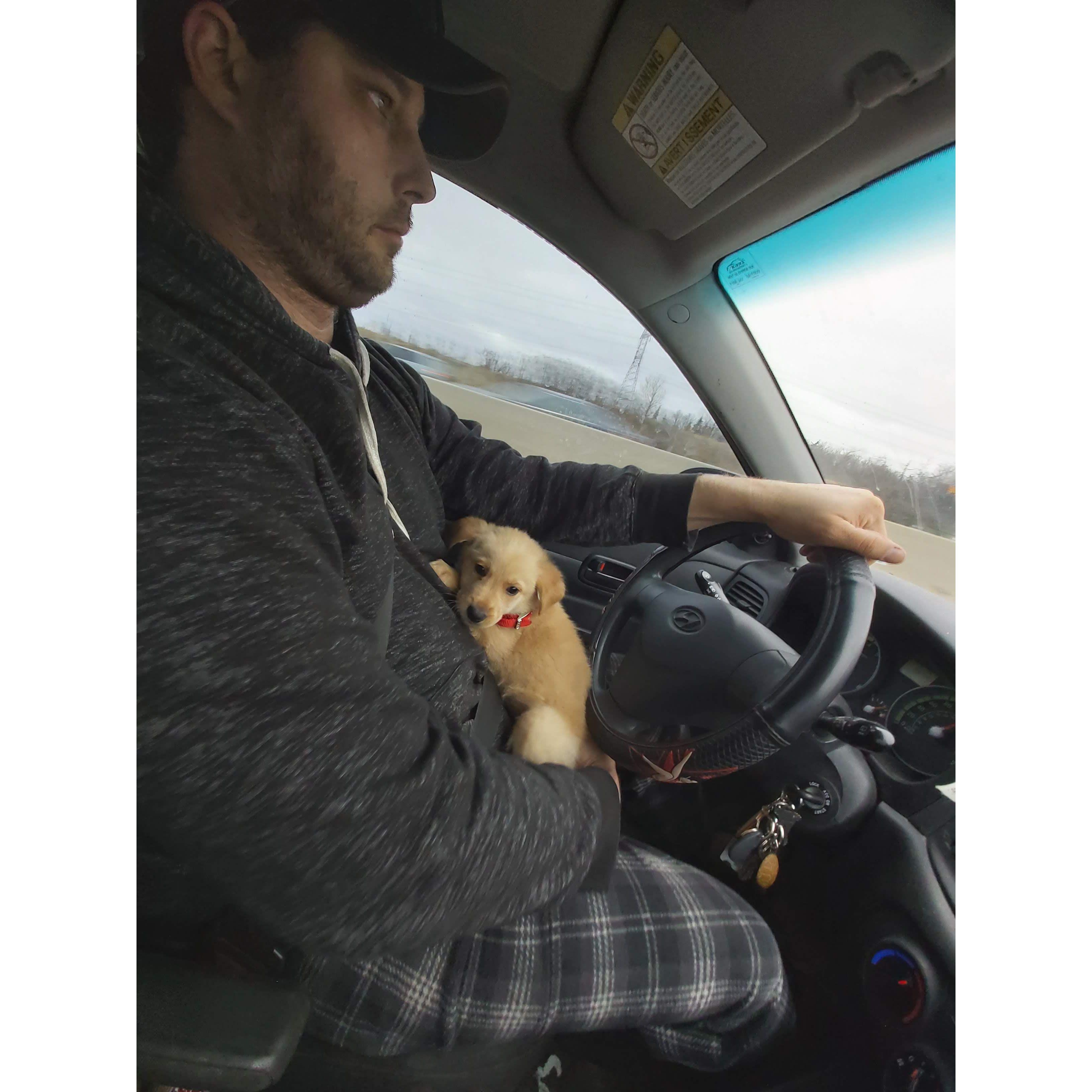 Tony driving us home from London Ontario with a tiny wee Sunny in his lap. March 14th 2020, the day we got Sunny and Gypsy.