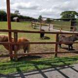Mollie Moo's Pet Farm