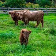 Highland Cows