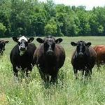 Kinderhook Farm