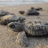 Baby Turtle Release Centre