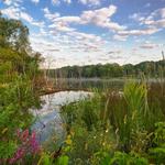 Middlefork Savanna Forest Preserve