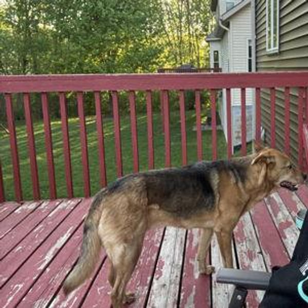Help us renovate our deck!