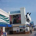 Jenkinson's Aquarium