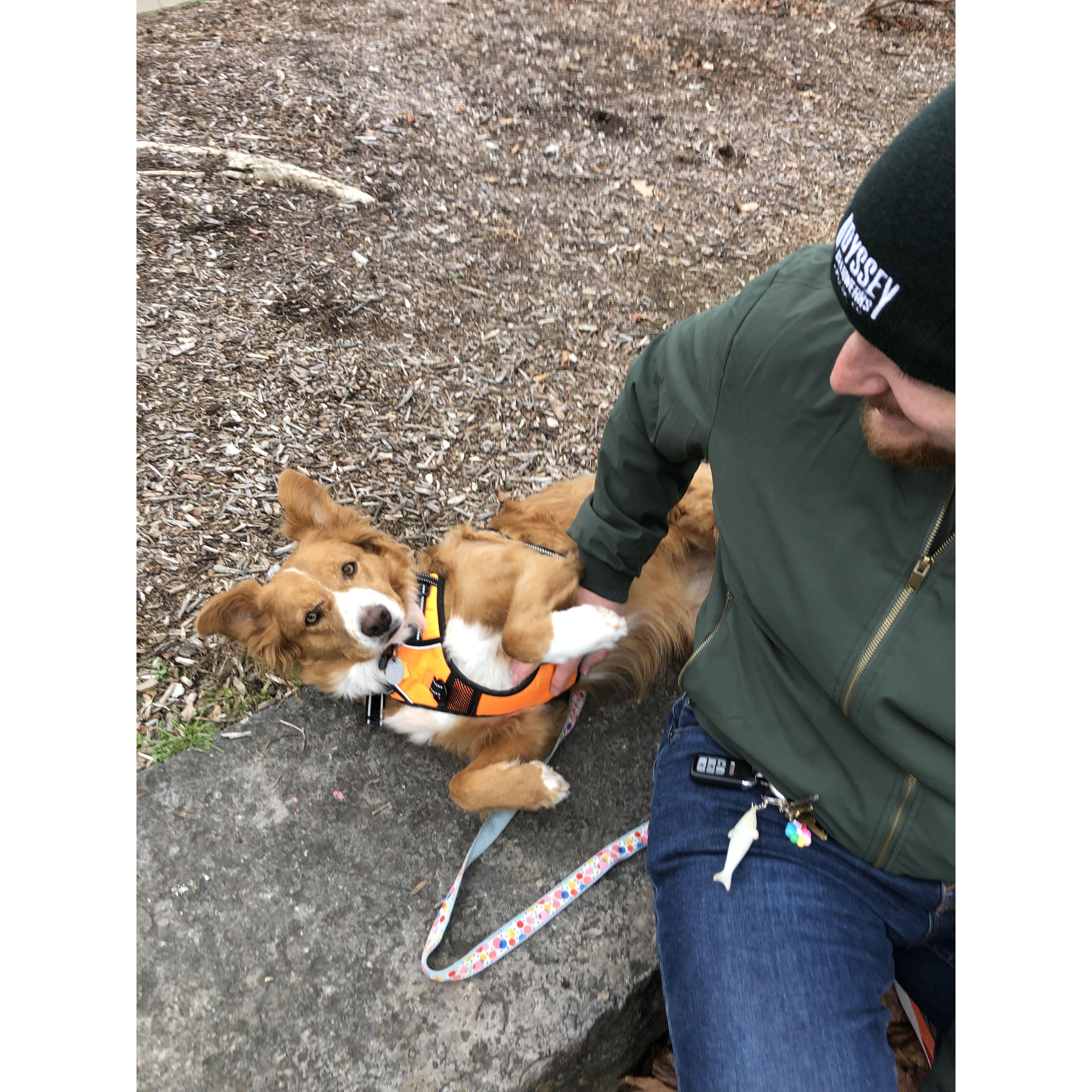 Upon me saying yes, Lady rolled onto her back and demanded belly rubs