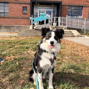 Ellis's Continuing K9 Education Fund