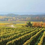 Traverse City Wineries