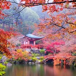 Japan Honeymoon Fund
