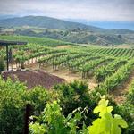 Wine Tasting