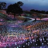 Sensorio Field of Lights