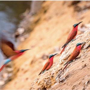 Birding in South Luangwa
