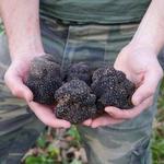 Truffle Hunting