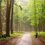 Hartwick Pines State Park