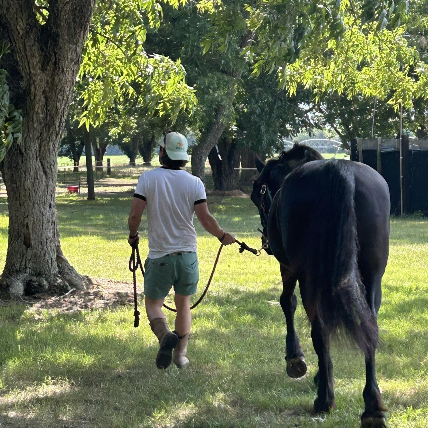 Our pretty Friesian Sport horse “Love”