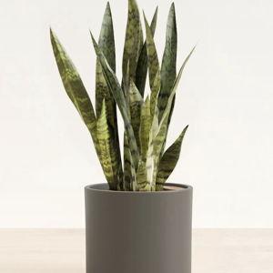 Medium White Sansevieria (Snake) Plant | easyplant