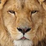 The Wild Animal Sanctuary