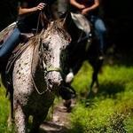 Mountain Creek Riding Stable