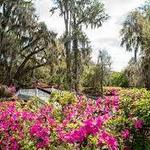 Magnolia Plantation and Gardens