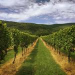 Winery Tours and Excursions
