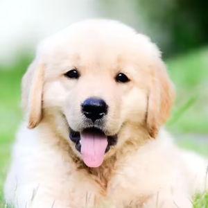 Dog Fund