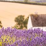 Cotswold Lavender