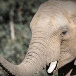 San Diego Zoo