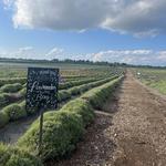 Lavender By The Bay Calverton