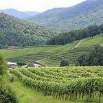 Delfosse Vineyards & Winery