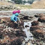 J V Fitzgerald Marine Reserve