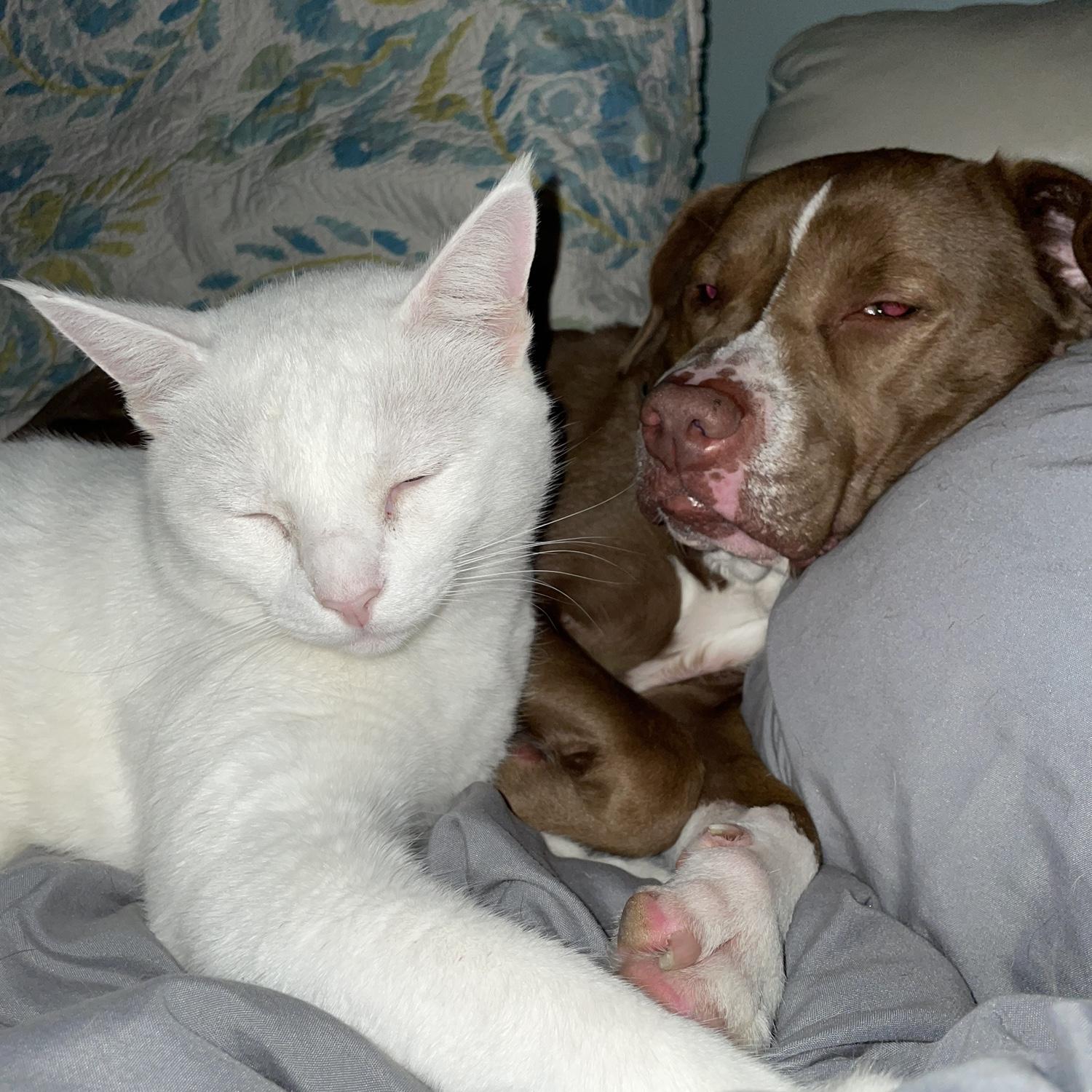 two of our fur babies