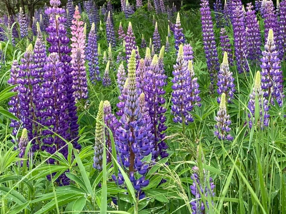 The Wedding Website of Ashlee Chambers and Barry Marolt