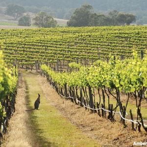Wine Tasting Tour in Hunter Valley