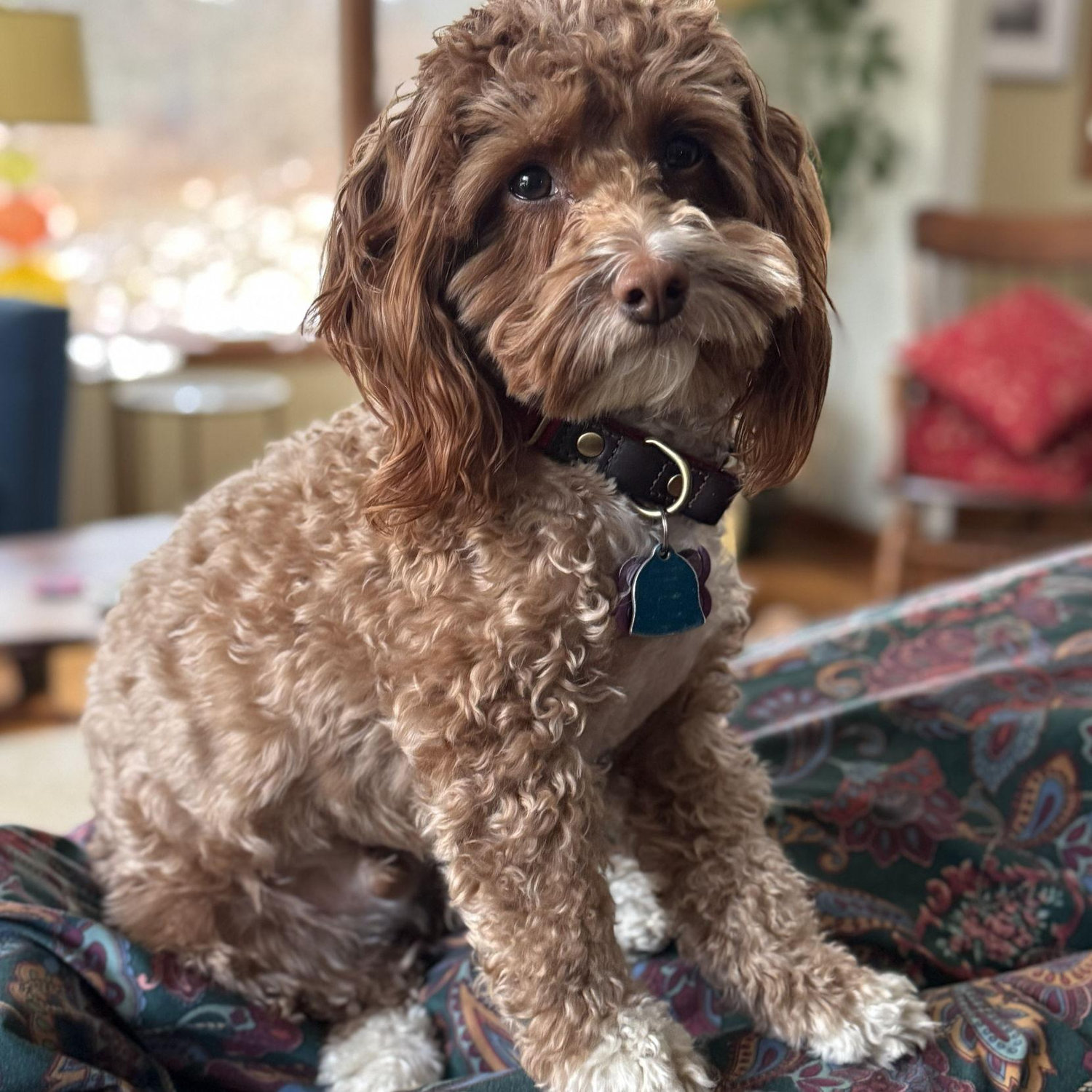 El Perrito Mas Lindo del Mundo