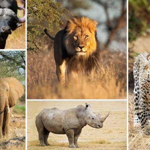 Big Five Adventure Fund
