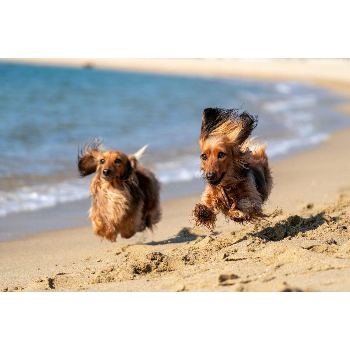 dog beach shit