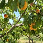 Adair's Orchards