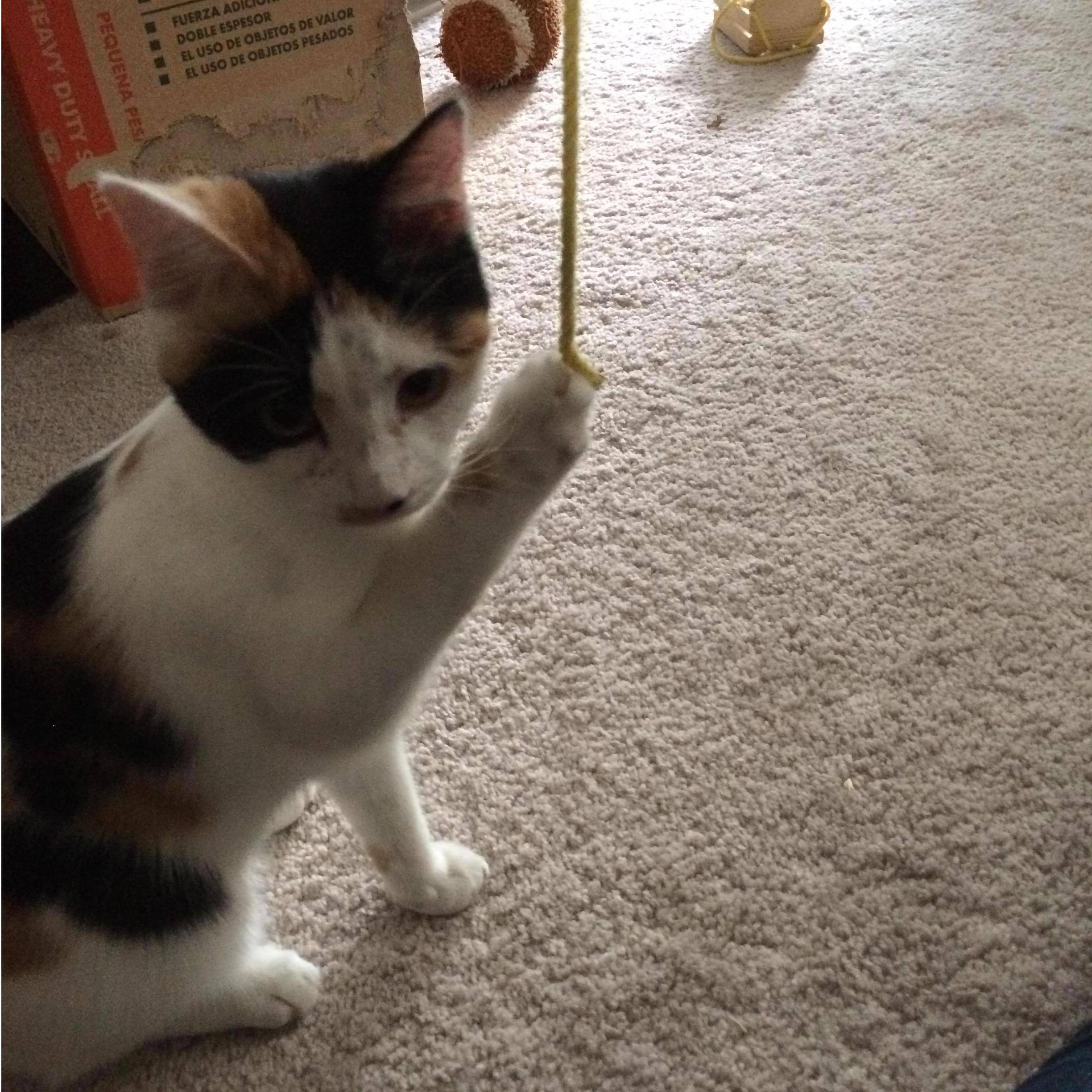 Padmeow joins the family