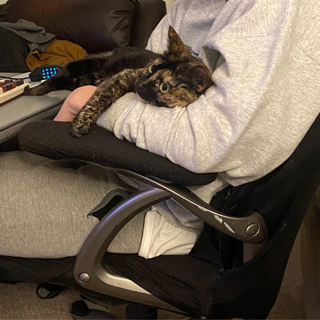 New Office Chairs